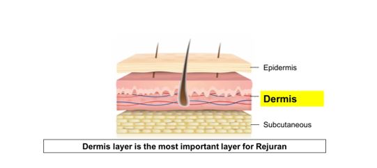 Visual illustration of Dermis Layer